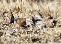 Leucosticte australis