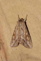 Ichneutica mollis