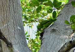 Amazona auropalliata
