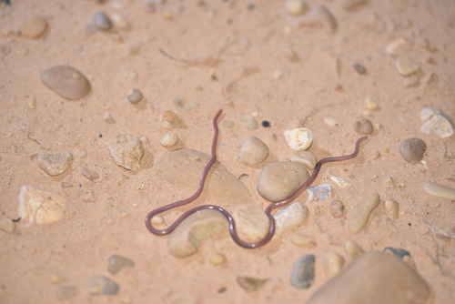 Gambia Blind Snake
