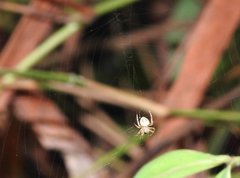 Neoscona menghaiensis