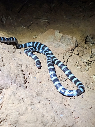 Eastern Bandy Bandy sighting