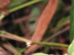 Neoscona menghaiensis