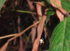 Neoscona menghaiensis