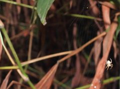 Neoscona menghaiensis