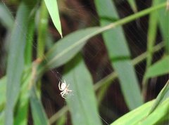 Neoscona menghaiensis