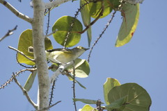 Vireo pallens