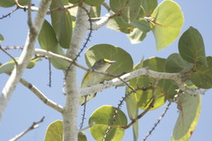 Vireo pallens