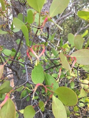 Muellerina celastroides