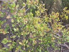 Muellerina celastroides