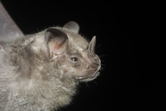Artibeus jamaicensis yucatanicus