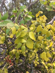 Notothixos subaureus