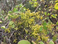 Notothixos subaureus