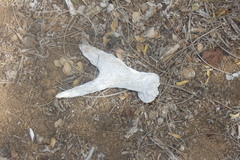 Odocoileus virginianus yucatanensis