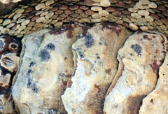 Collemopsidium ostrearum