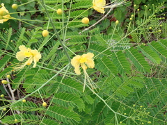 Caesalpinia pulcherrima flava