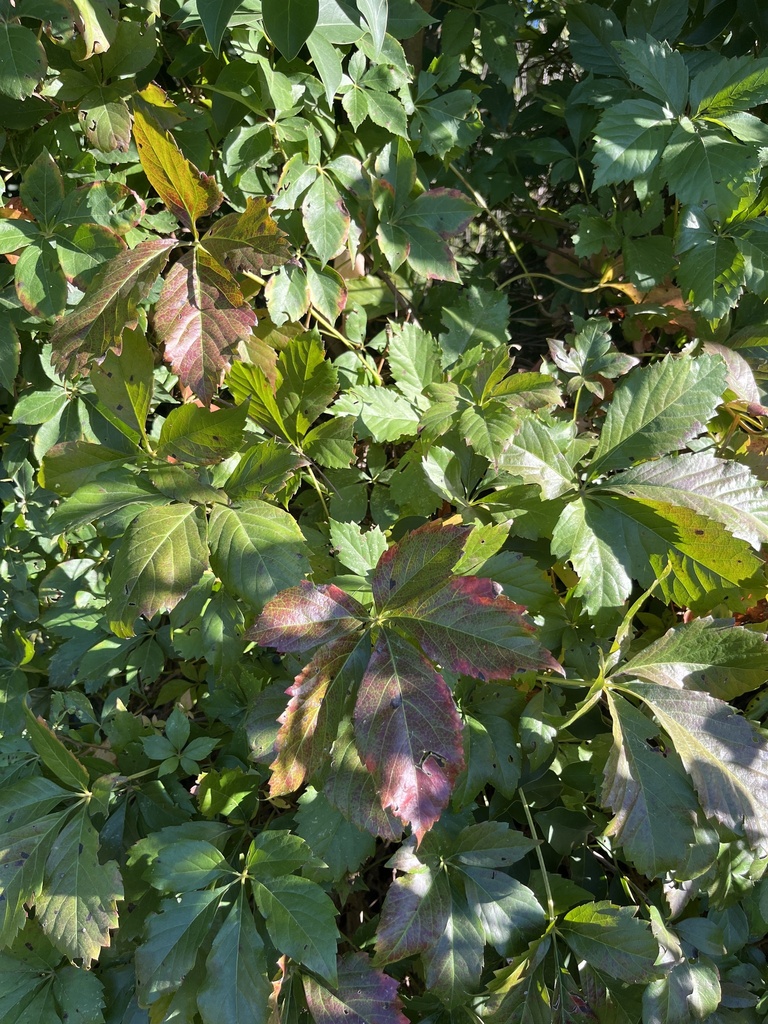 Parthenocissus quinquefolia