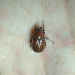 Melolonthinae