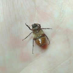 Melolonthinae