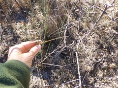 Juncus acutus leopoldii