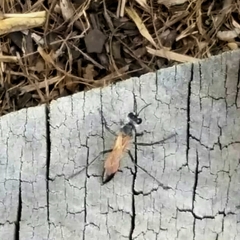 Podalonia tydei suspiciosa