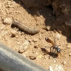 Podalonia tydei suspiciosa