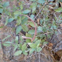Chilean jasmine (Mandevilla brachysiphon)