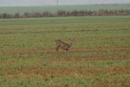 Western Roe Deer