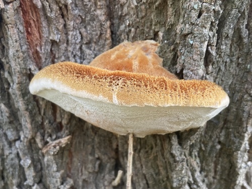 Inocutis tamaricis — (c) Lucian Clanet, some rights reserved (CC BY)