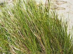 Carex sinclairii