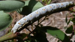 Buzara latizona