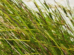 Carex sinclairii