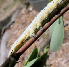 Buzara latizona