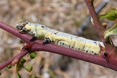 Buzara latizona