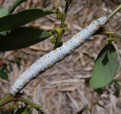 Buzara latizona