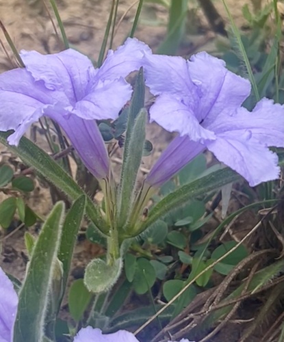 Mexican Petunia (Ruellia geminiflora)
