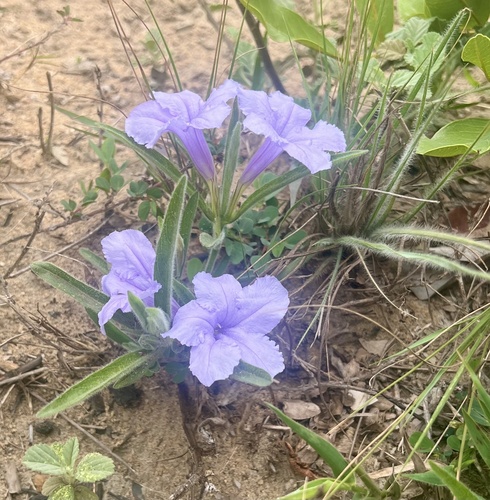 Ruellia geminiflora, photograph 6