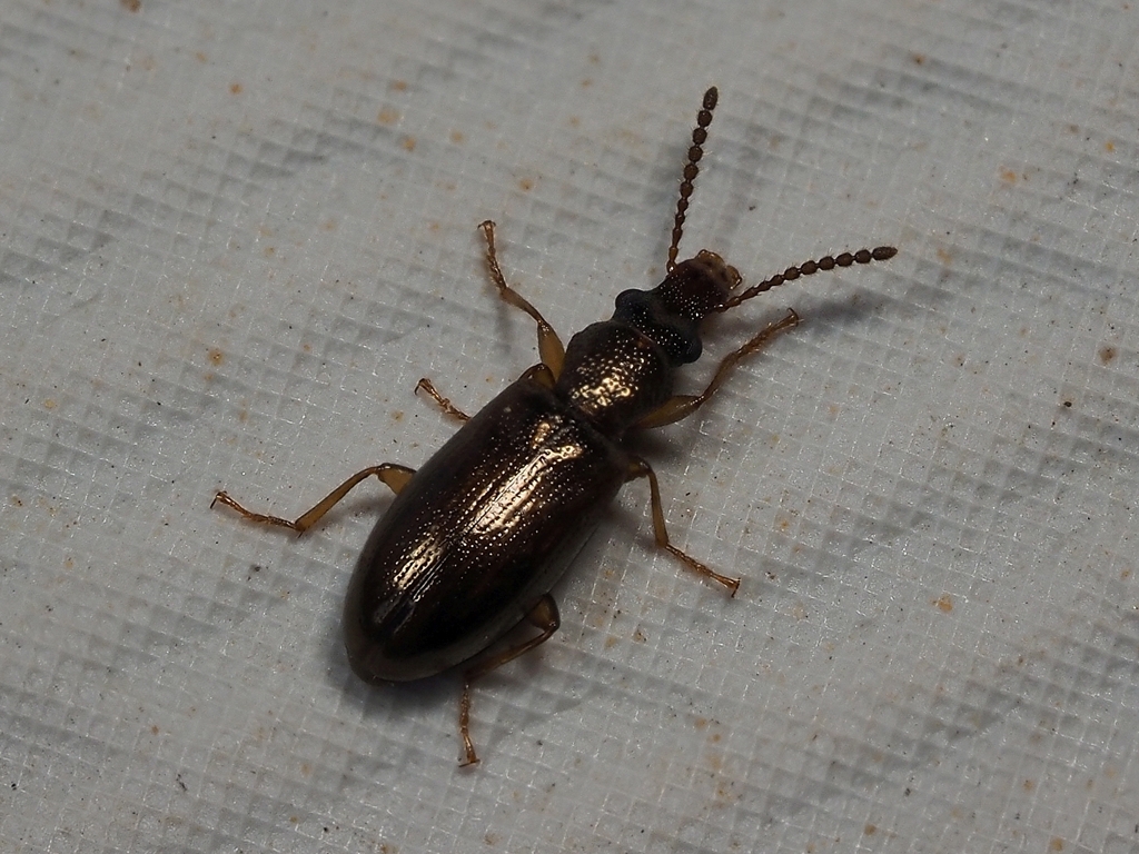 Cariderus aeneus