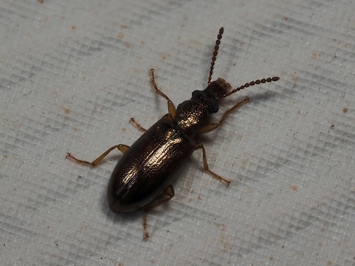 Cariderus aeneus