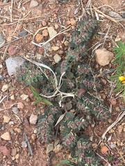 Euphorbia velleriflora