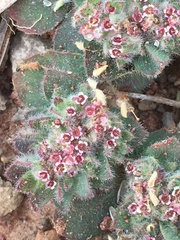 Euphorbia velleriflora