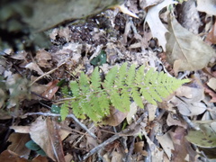 Athyrium asplenioides