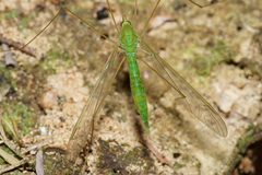 Leptotarsus virescens