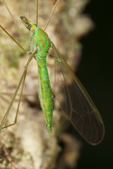 Leptotarsus virescens