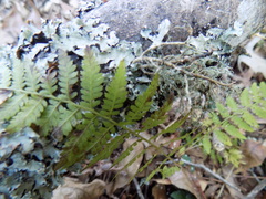 Athyrium asplenioides