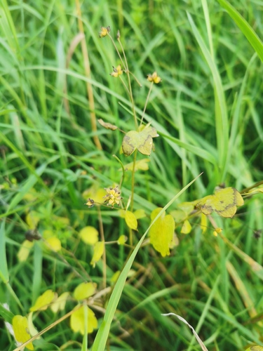 Наблюдение на iNaturalist