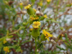 Senecio lautus