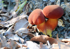 Boletus barragensis
