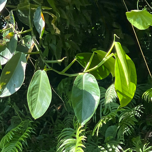 Pothos tener observed 2025-11-05