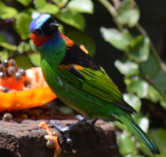 Tangara cyanocephala
